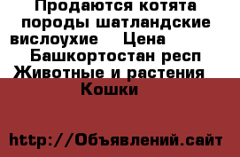 Продаются котята породы шатландские-вислоухие  › Цена ­ 1 500 - Башкортостан респ. Животные и растения » Кошки   